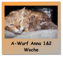A-Wurf Anna 1&2 Woche